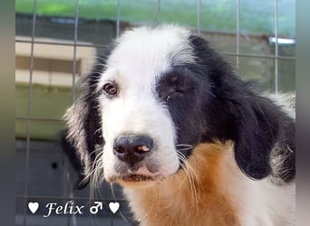 Felix und Freddie suchen absofort ein Zuhause