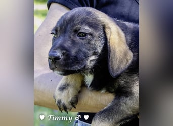 Timmy und Isabel suchen ein Zuhause