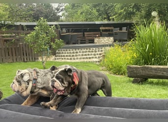 Willi u.Agnes, English Englische Bulldogge, reinrassig, Papiere, Ahnentafel, Gesundheitszeugnis lieb