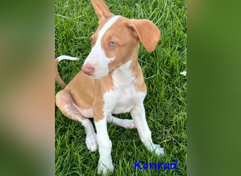 Konrad geb. 03/2025 (ESP) - lustiger Podenco Ibicenco Welpe!