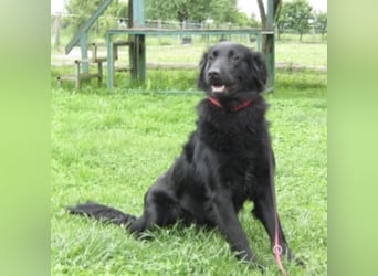 Medo ein Traumhund