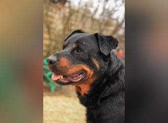 Duke VA - Großer Schmuser auf der Suche nach einem Zuhause