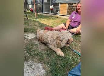 Mano, super liebe Puli Mischlingshündin geb. 2020