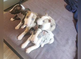 Mini bullterrier - Australian shepherd mix welpen