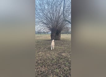 Golden Retriever Deckrüde