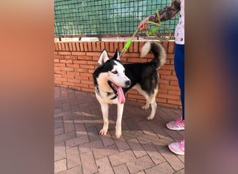 RIKU-Traumhusky gesucht?Liebenswertes ,neugieriges,freundliches Kerlchen sucht Zuhause