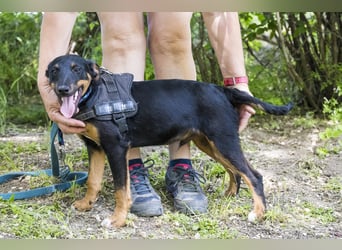Csocsó SI - verspielter Jungspund mit großem Herzen sucht sein eigenes Zuhause