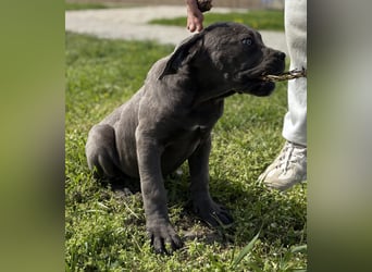Cane Corso grau  welpen hündin Graue Hündin mit Züchtergarantie EUCH WCh-Linie zu verkaufen