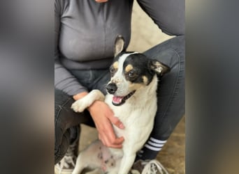 Foltos LM – kleiner Hund mit großem Herzen