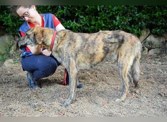 Ulick - Hunde bevorzugt!