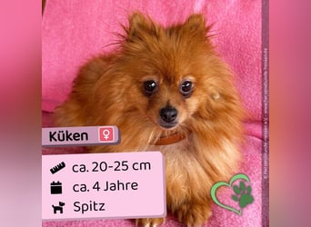 Küken