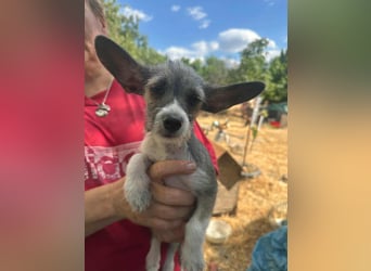 Larry, geboren 30.03.2025, 21cm sucht sein Glück