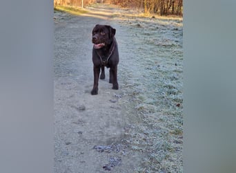 Brauner Labrador Deckrüde mit Ahnentafel/kein Verkauf