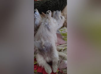 West Highland White Terrier FCI Junge Welpen
