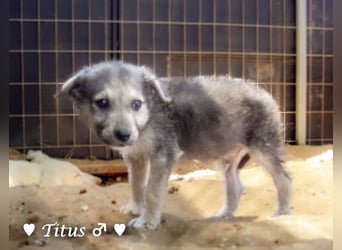 Teddy und seine Geschwister suchen ab September ein Zuhause