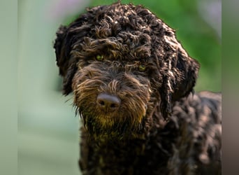 Lagotto Romagnolo Welpen, 6 Welpen suchen ein Zuhause