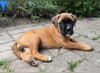 Boxer-Welpen von mehrmaligen Teilnehmern der Deutschen Meisterschaften!!!