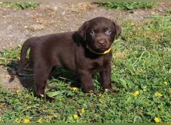 LABRADOR WELPEN Reinrassig mit Ahnentafel - GRAU und BRAUN - Beste Familienzucht