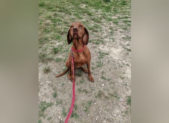 Molly, sportliche Viszlahündin, ca. 4 Jahre, ca. 55cm, ca. 22kg