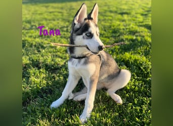 Tana geb. 11/2024 (ESP) - neugierige und sportliche, wunderschöne Husky Junghündin!