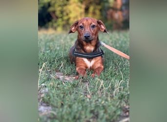 Helga, geboren 01.03.2025 sucht ihren Neuanfang