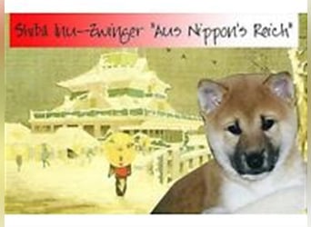 Erstklassige Shiba Inu Zucht in Sachsen