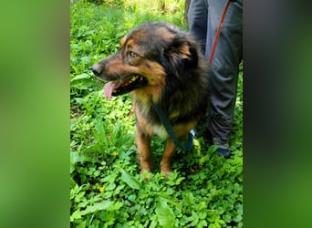 Bildhübscher *JARO* - ist eine Seele von Hund