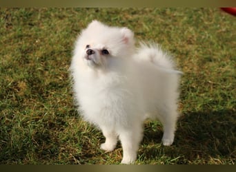 Zwergspitz Pomeranian "Vanilla" Hündin 4 Monate kann ins neue Heim ziehen
