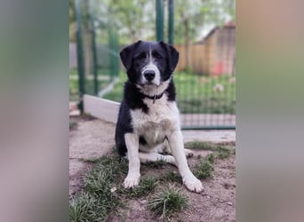 Liebevoller Brandy sucht ein Zuhause