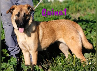 Quina1 06/2024 (ESP) - bezaubernde, aufgeschlossene & soziale Schäferhund-Mix Welpin!