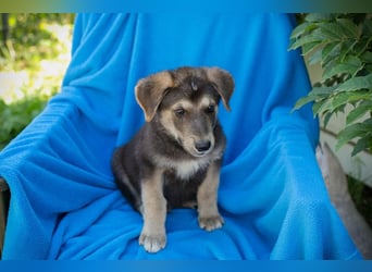 Chip 269217: Hundekind sucht ein Zuhause
