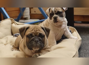 Freiatmige Bulldoggenwelpen Abgabebereit