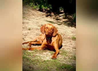 Wurfankündigung Magyar Vizsla Welpen (Mai 25)