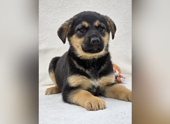 Noel, einer von 7 zauberhaften Hundewelpen die Familie suchen