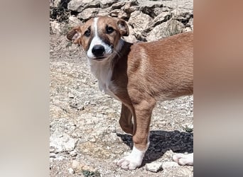 quirliger freundlicher TOFU sucht liebevolles Zuhause