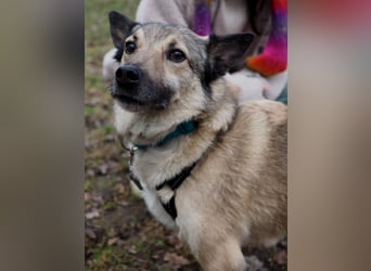 Jack, ein Kuschelbär mit Stummelschwanz