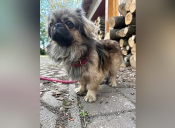 Odett, 1 Jahr, 25cm sucht ihre Leute