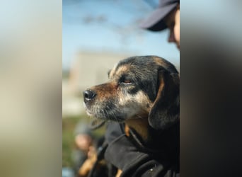 Bogar, kleine Seniorin sucht ruhiges Plätzchen