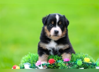 Mini American Shepherd (Showlinie)