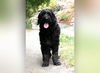 Nube sucht Kuschelpartner für's Leben