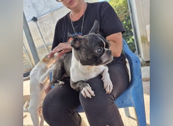 Venus - Klein, klug, kuschelig: Boston Terrier Lady auf der Suche nach Liebe ❤️