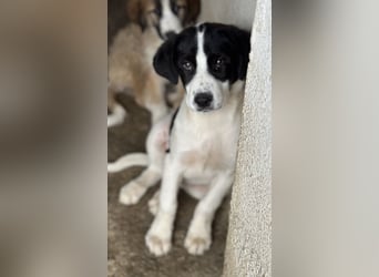 Zola, geb. ca. 01/2025, lebt in GRIECHENLAND, im städt. Tierheim Serres