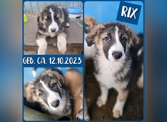 Rix, 1Jahr+7Monate alter Bub, ca. mittelgroß, sozial, freundlich, verschmust, offen