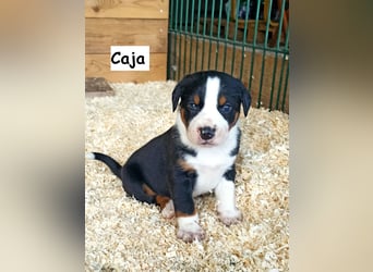 Appenzeller Sennenhund Welpen