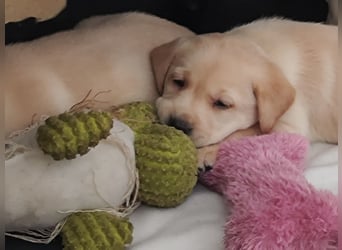 Wir haben ab 05.04. Reinrassige Labrador Welpen abzugeben