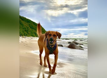 Zuhause voller Liebe für Lou gesucht