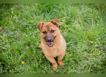 Raffi: Hundekind sucht ein Zuhause