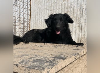 Ćiro ein Familienhund für Kinder