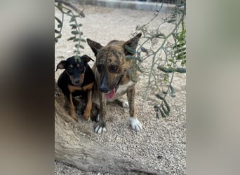 Bimba, freundlich lustig und sozial