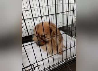 Moritz - sucht seine Familie!